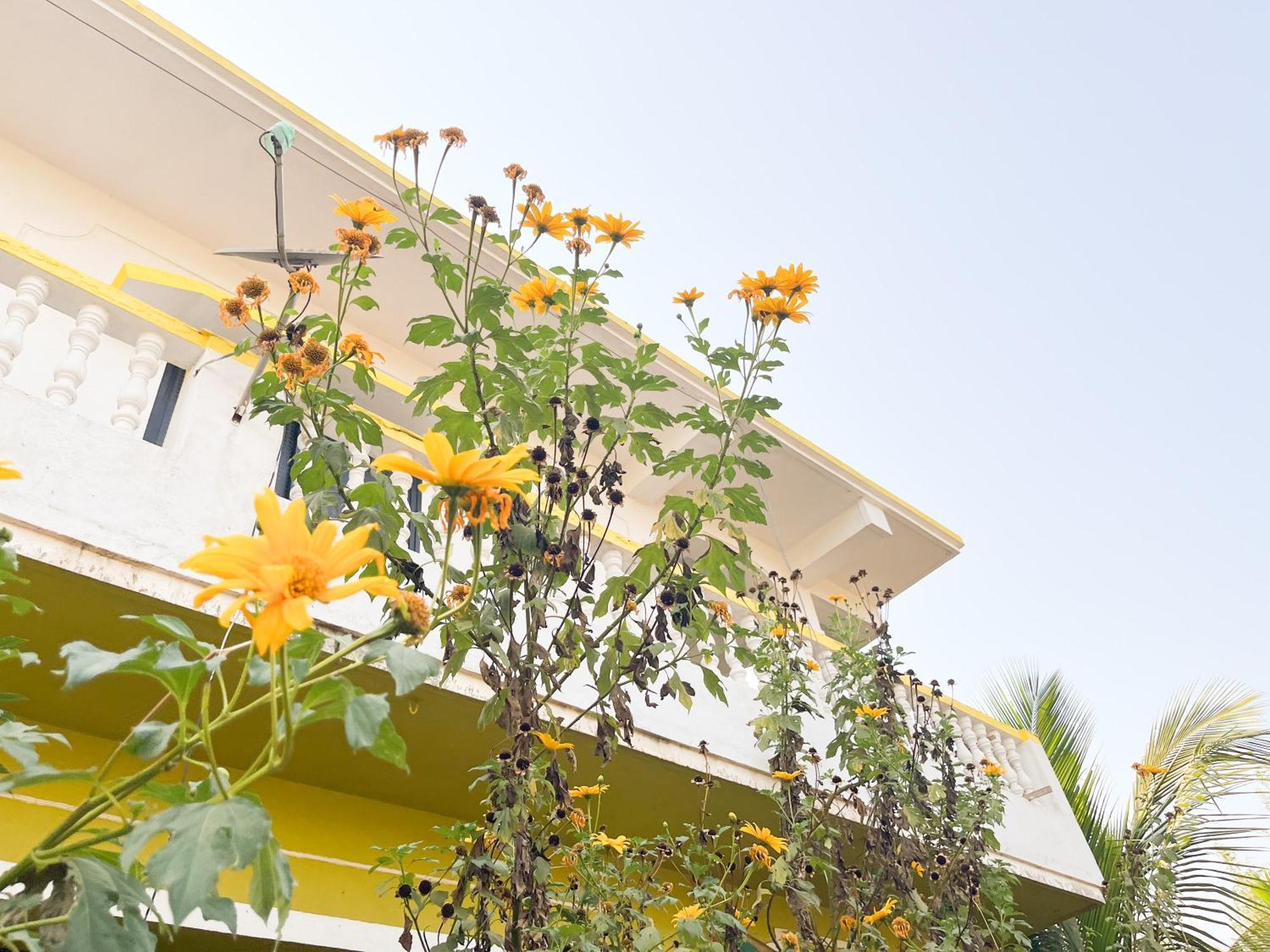 Evaddo Homes Mandrem Εξωτερικό φωτογραφία